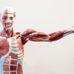 Qué es fascia?