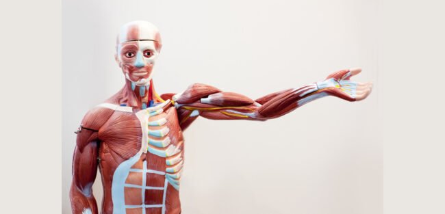 Fascias musculares Qué es fascia?