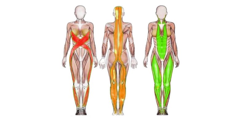 Cadenas miofasciales Cadenas miofasciales