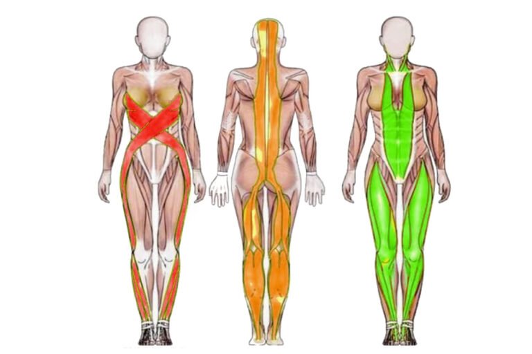 Cadenas miofasciales Cadenas miofasciales